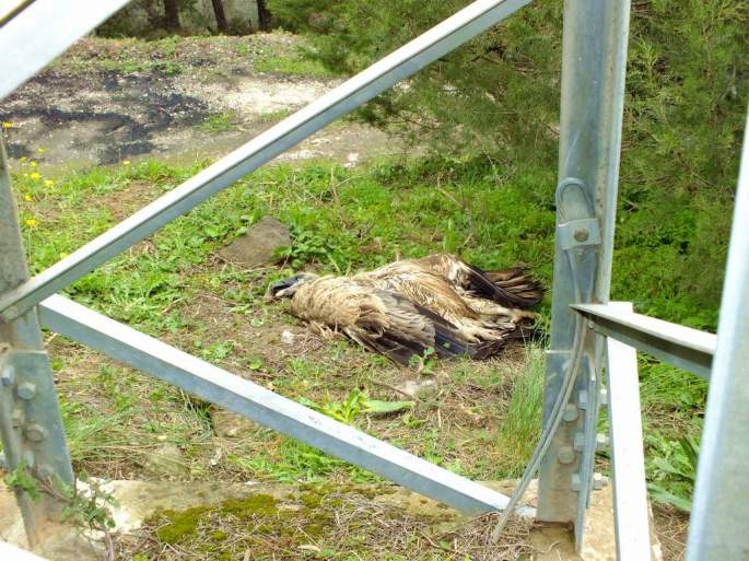 Buitre leonado muerto por electrocución en apoyo eléctrico de diseño muy peligroso (del tipo aislador rígido)