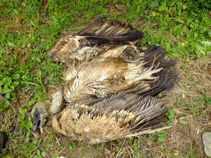 Cadáver de Buitre leonado (Gyps fulvus) muerto por electrocución en Ardales