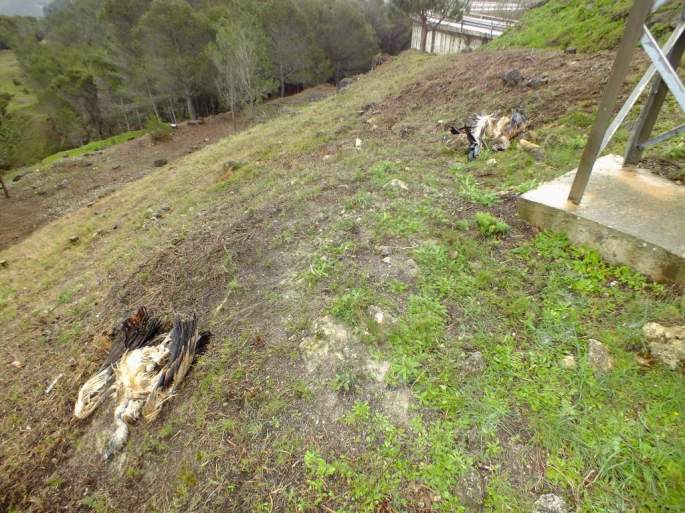 buitre_electrocutado_elchorro_2