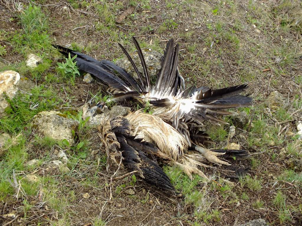 buitre_electrocutado_elchorro_3