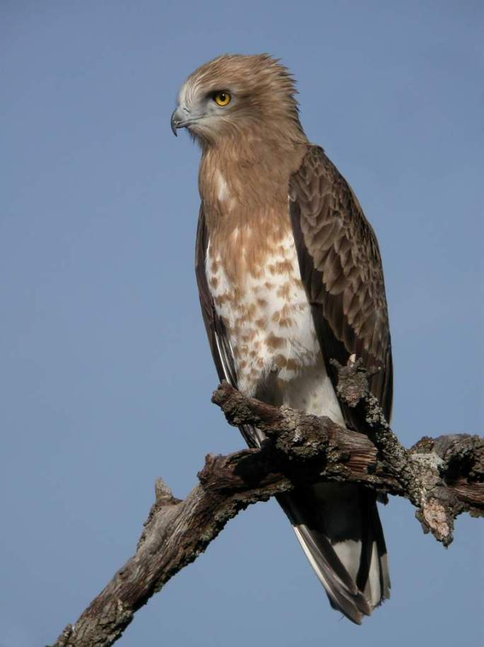 20130409_aguila_culebrera