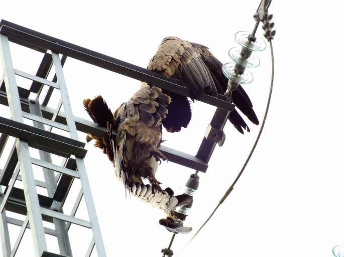 20130409_buitre_electrocutado_2
