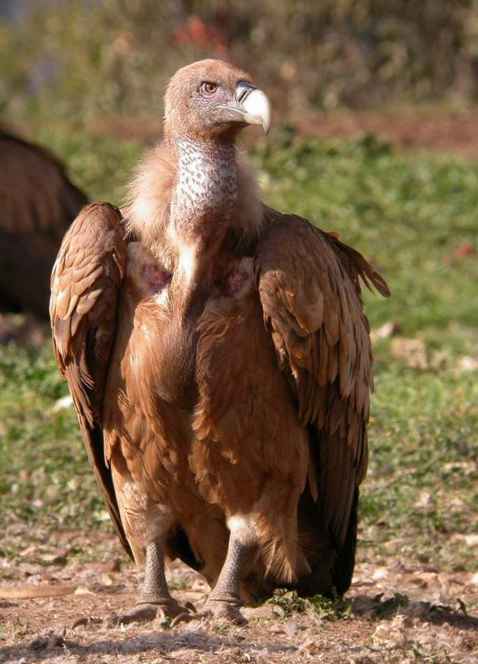 20130409_buitre_leonado_adulto