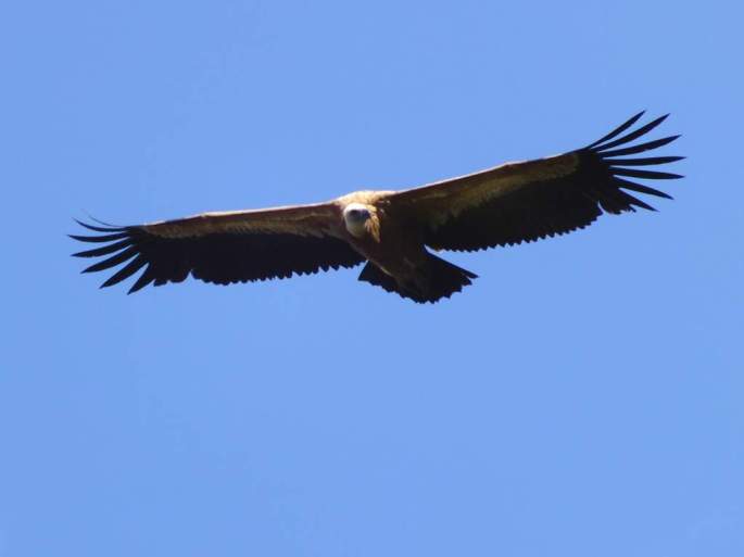 EL buitre Estepona en su juventud volo libre e inició la aventura del viaje a África