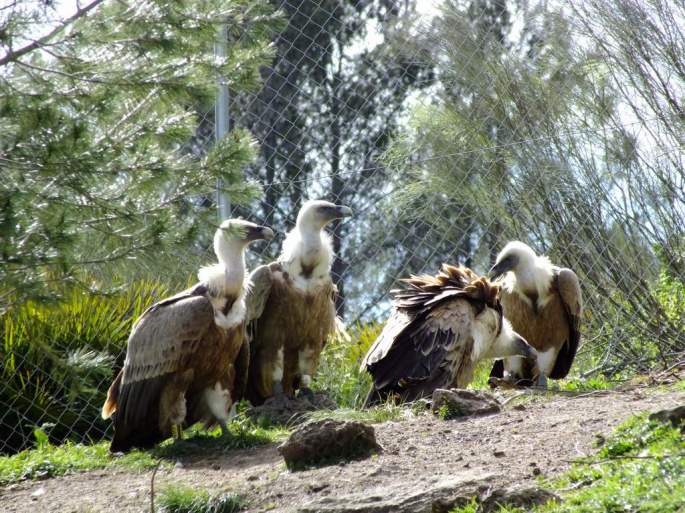 Con el paso de los años, nuestra protagonista pasa a un mejor destino, un cercado para irrecuperables, situado al aire libre, en el comedero de "El Chorro"