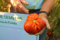 mini_banco_de_semillas_tomate