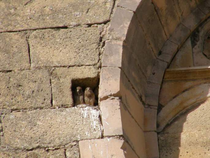 Pollos de Cernícalo común en su nido