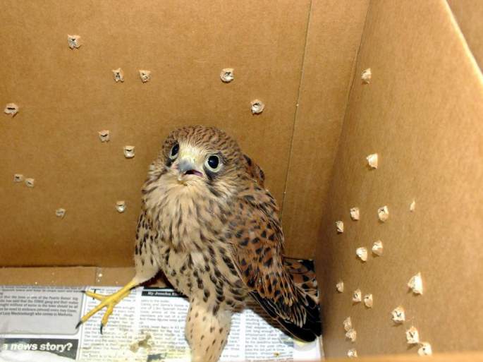 Pollo de Cernícalo común localizado por unos particulares en medio de la calle