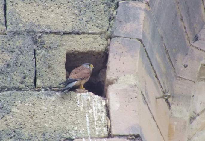 Adulto de Cernícalo común (macho) en el mechinal de la iglesia que utilizan como lugar de nidificación