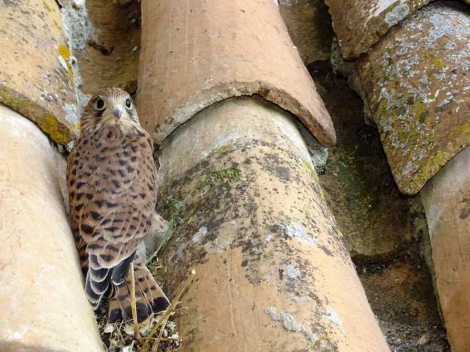 Pollo de Cernícalo devuelto a las cercanías de su nido, tras las inspección de su estado de salud y una vez recuperado de su anticipado vuelo