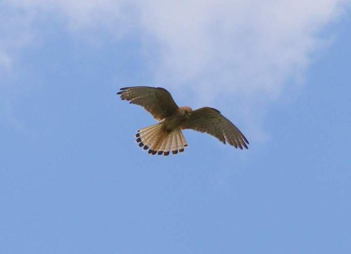 Cernícalo común, cernido en vuelo, a la búsqueda de pequeños roedores e insectos
