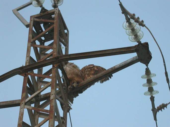 Otro Búho real muerto en el mismo apoyo del Puerto de la Muela