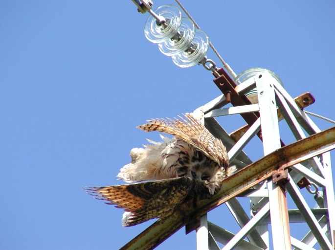 Búho real muerto por electrocución, apoyo con aislador rígido