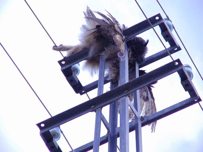 Otro Búho real electrocutado en la Hoya del Tajo, Ronda