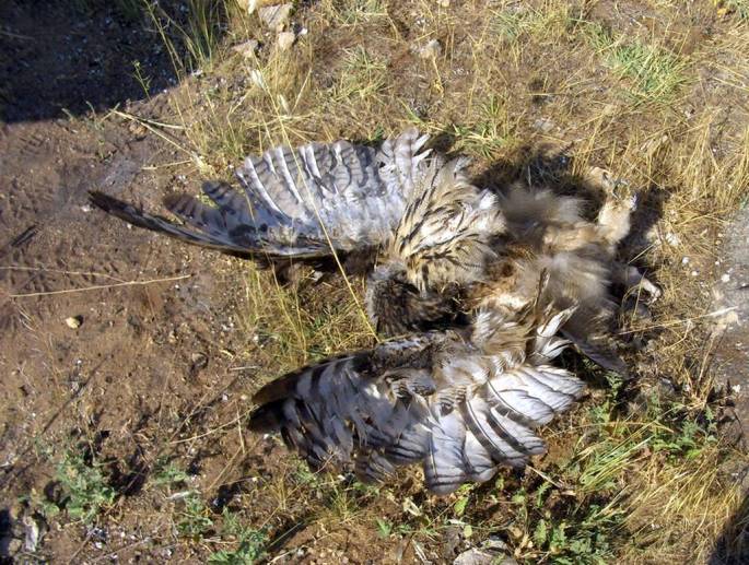 Búho real electrocutado en la Hota del Tajo, Ronda