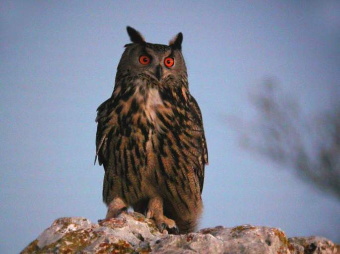 Búho real (Bubo bubo) en libertad, Serranía de Ronda