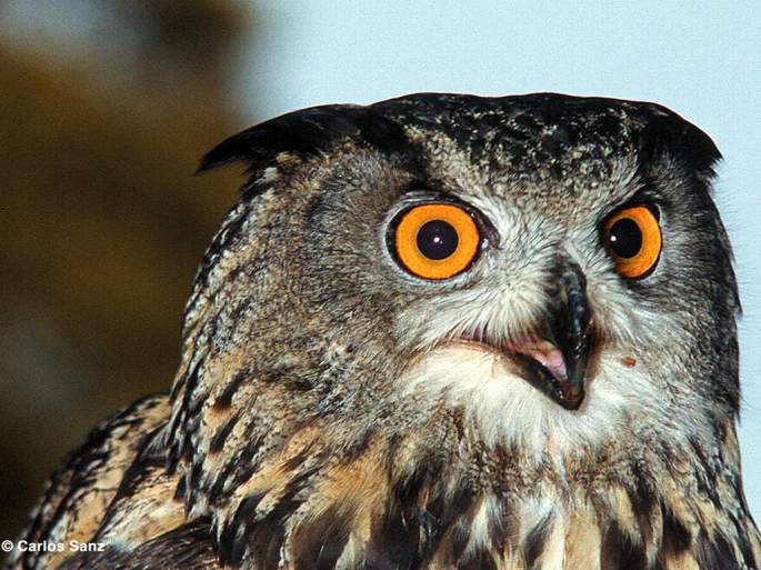 Búho real
