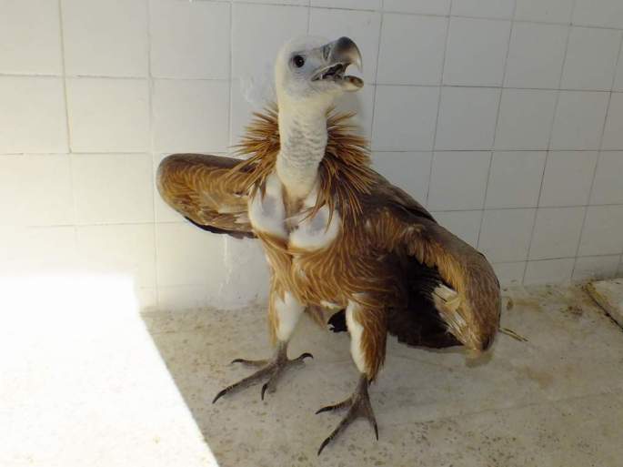 20130904 Buitre Ronda 1