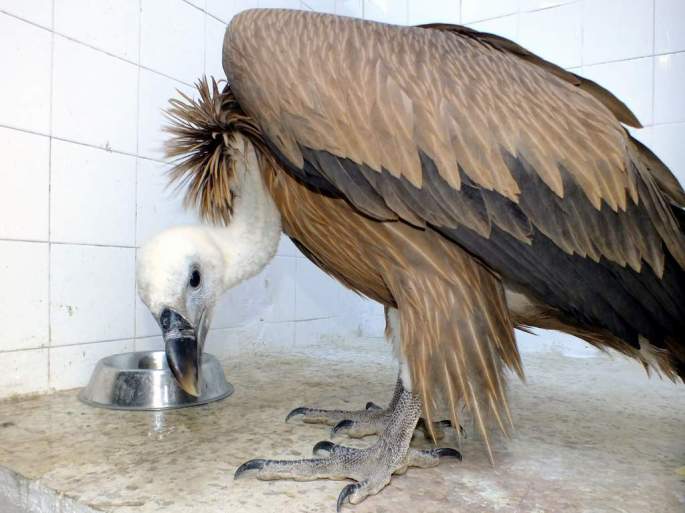 20130904 Buitre Ronda, 2