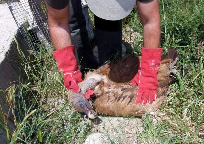 Buitre herido por atropello en carretera. Horas antes un ciervo había sido atropellado y atrajo la atención de los buitres que buscaban alimento