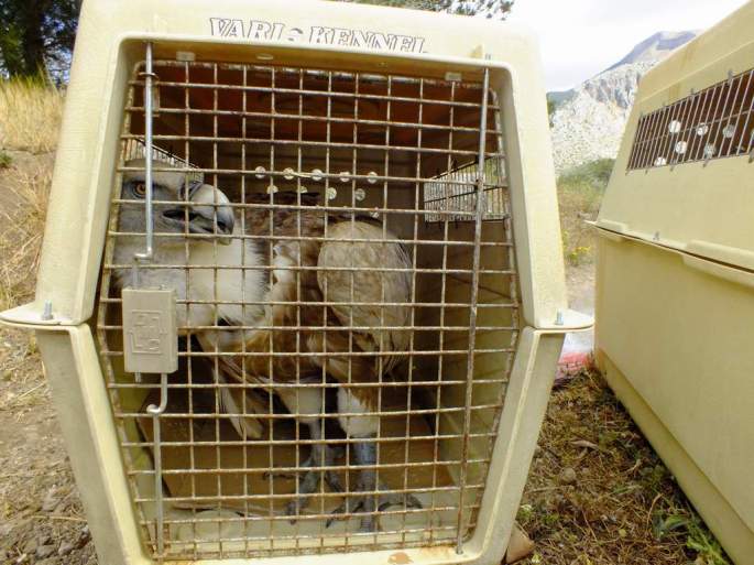 Un ejemplar adulto irrecuperable, listo para ser trasladado