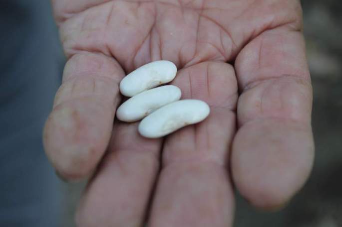 Semillas seleccionadas de generación en generación estan siendo rescatadas del olvido