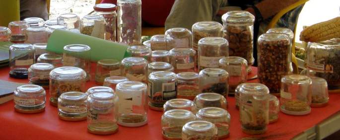 Muestra de las muchas semillas recopiladas por toda la Serranía de Ronda