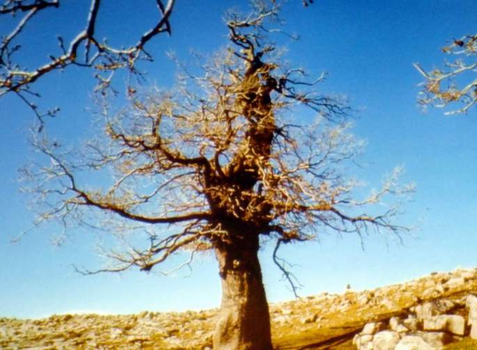 Un quejigo de montaña, cerca del Puerto de los Pilones, un paisaje muy especial para Paco.