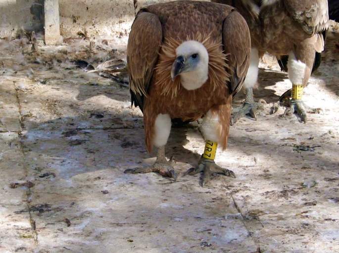 Ya recuperado, poco antes de su puesta en libertad