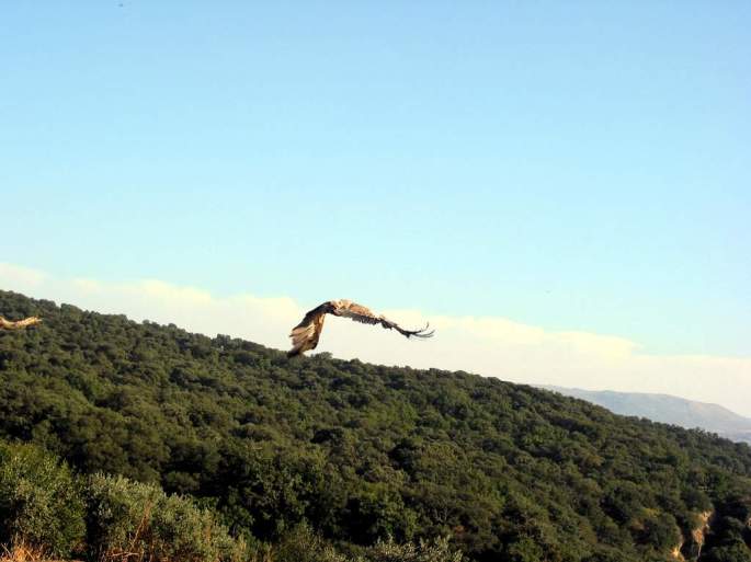 Primer vuelo tras un largo periodo de recuperación en el CRAC El Boticario