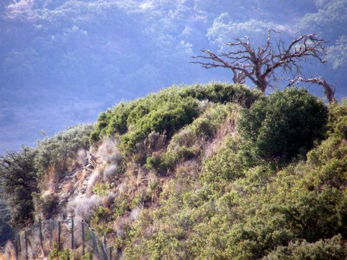 Vuelve al Comedero El Hondón y podemos constatar su alimentación