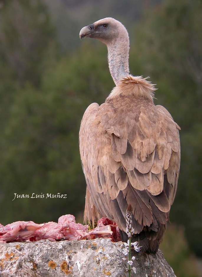 20140330 Buitre recuperado 019