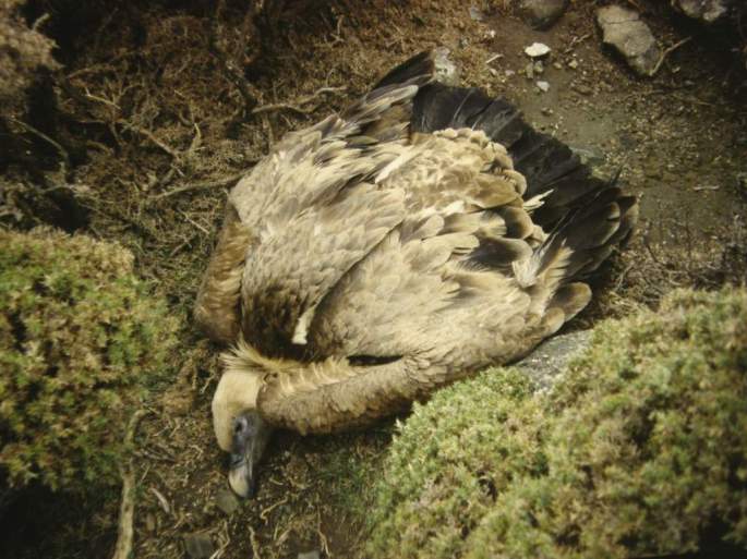 Ejemplar adulto de Buitre leonado muerto a causa de un cebo envenenado colocado por un ganadero