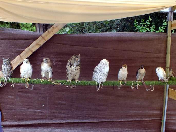 Exhibicion Rapaces 01