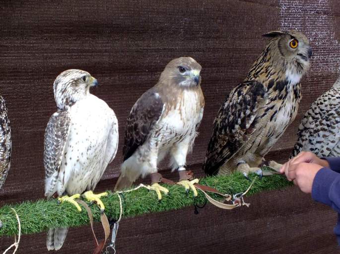 Exhibicion Rapaces 03