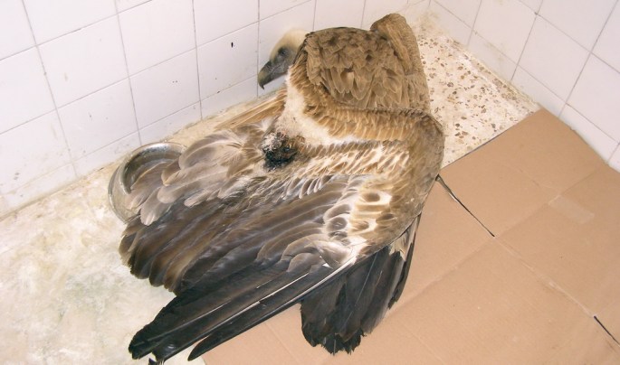 Buitre gravemente herido tras colisionar con tendido eléctrico de alta tensión. 