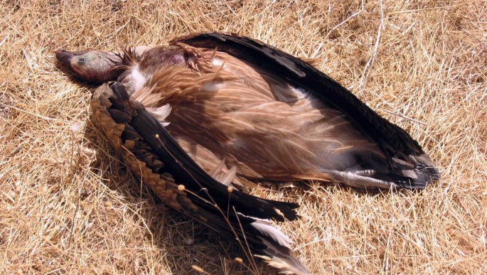Buitre muerto por colisión contra tendido eléctrico de media tensión.