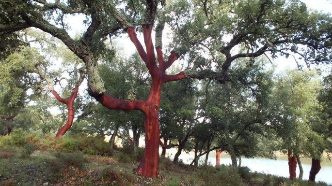 Alcornoques con el corcho extraido