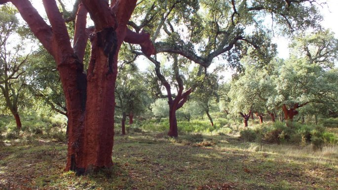 Algunos ejemplares de este bosque son de gran porte