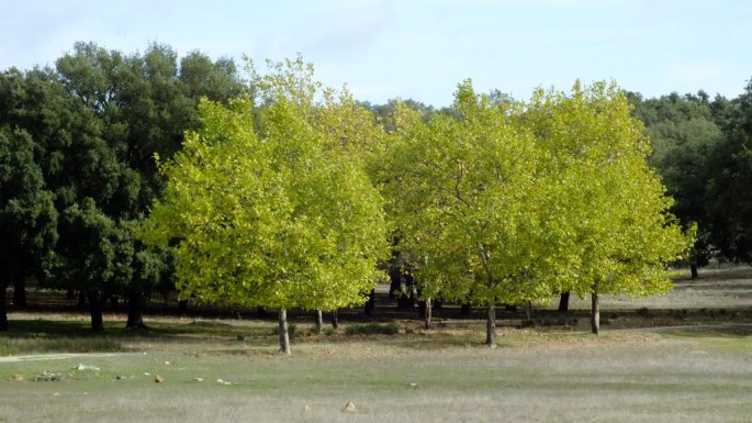 El contraste de colores es especial en la cola del pantano