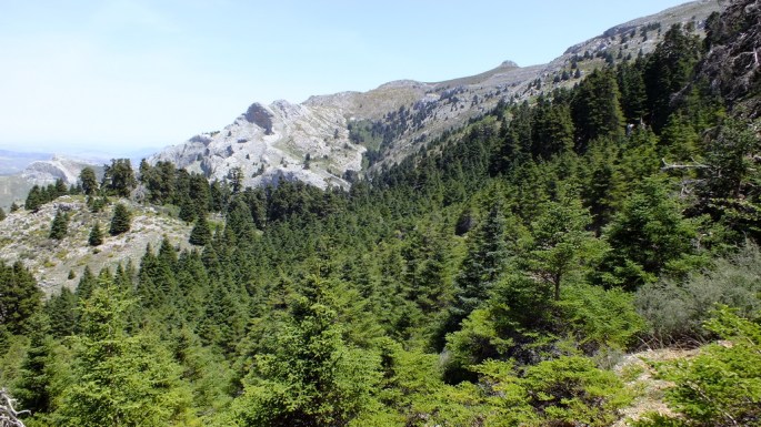 Bosque de Pinsapos en la Cañada de las Ánimas
