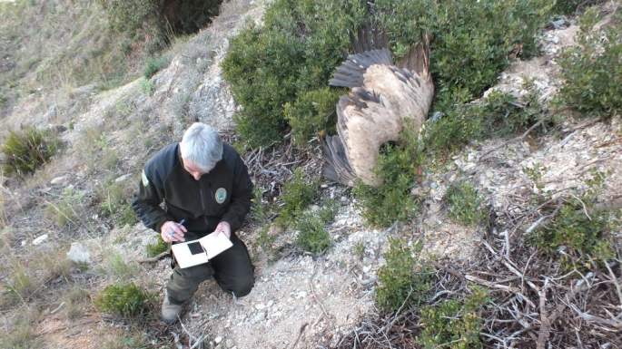 Agente de Medio Ambiente levantando el acta de la electrocución.