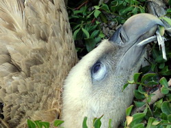 20150121 Buitre Electrocutado Casares 15