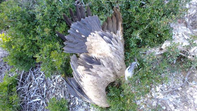 El cadáver del buitre justo bajo los cables del tendido