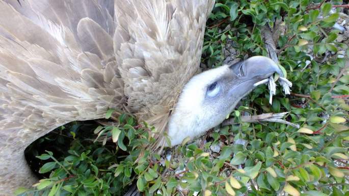 20150121 Buitre Electrocutado Casares 3