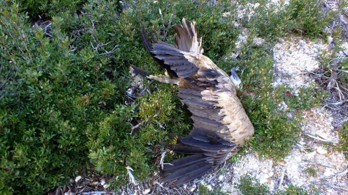 20150121 Buitre Electrocutado Casares 4