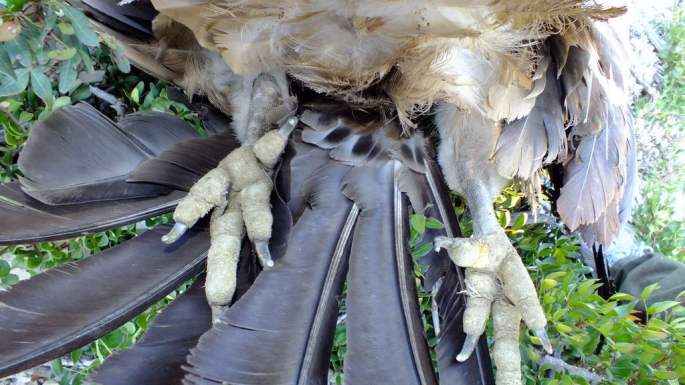 20150121 Buitre Electrocutado Casares 5