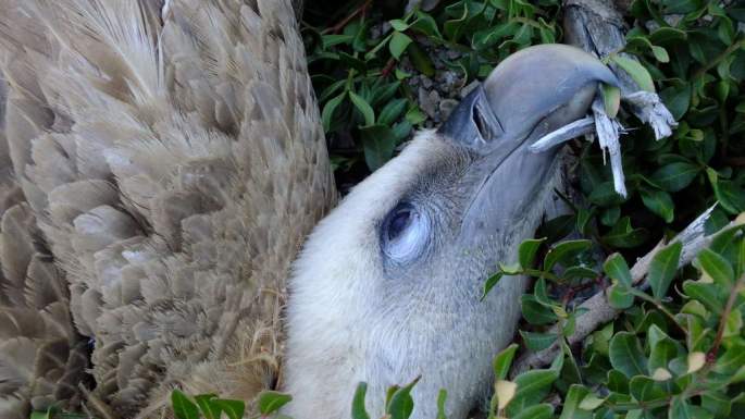 20150121 Buitre Electrocutado Casares 6