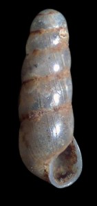 Modified by CombineZP