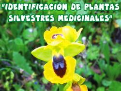Marcha plantas medicinales - Min